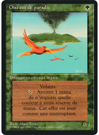 Oiseaux de paradis