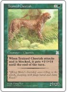 Trained Cheetah